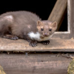 Ako sa zbaviť kuny pod strechou?