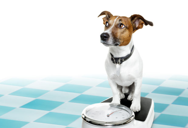 Pozor na obezitu psov! Ako jej predísť?